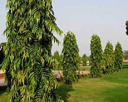 Manufacturers Exporters and Wholesale Suppliers of Tree Shrubs New Delhi Delhi